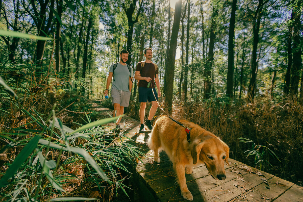 Walking dogs in Howell Woods