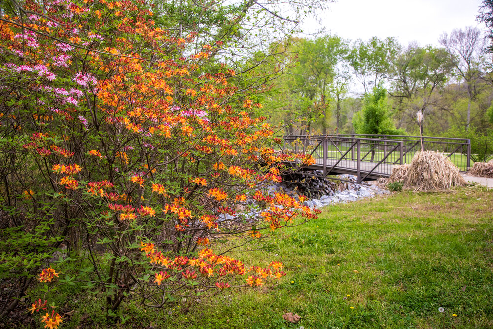 Roanoke canal trail blooming flowers and bridge